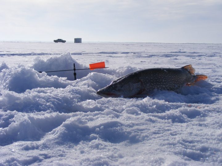 Зимняя рыбалка на щуку. Поиск, снасти, приманки