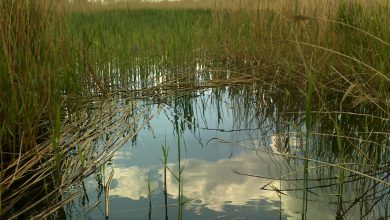 Какую снасть лучше использовать для ловли карася в камышах 8 Photo of Какую снасть лучше использовать для ловли карася в камышах