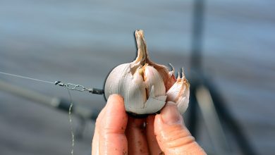 Как ловить рыбу на чеснок 7 Photo of Как ловить рыбу на чеснок