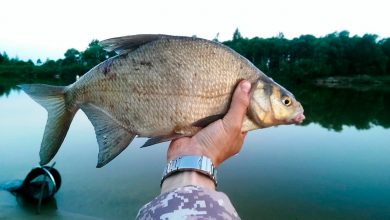 Какие насадки предпочитает крупный лещ 7 Photo of Какие насадки предпочитает крупный лещ
