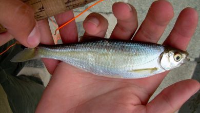 Рыбалка летом. Как, где и на что ловится летняя уклейка 5 Photo of Рыбалка летом. Как, где и на что ловится летняя уклейка