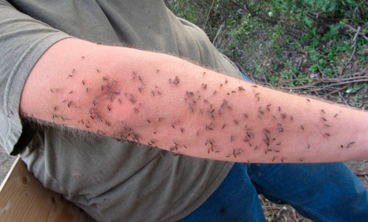 Средство от комаров на рыбалке своими руками. Народные средства