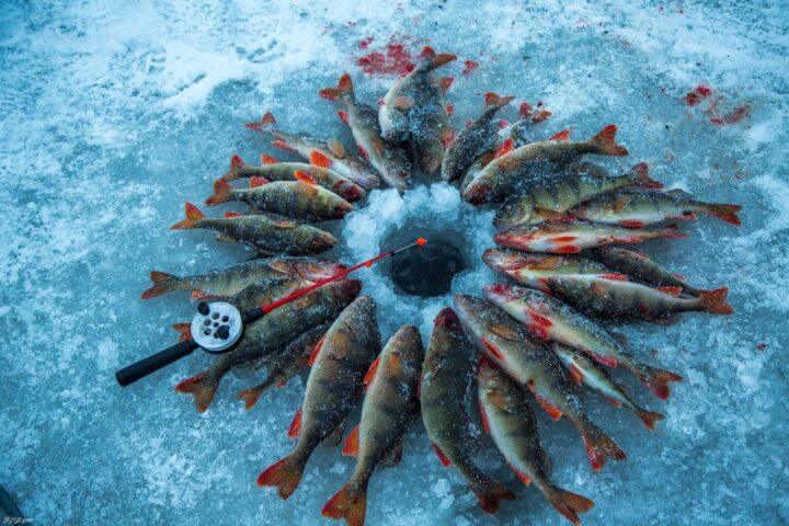 Тонкости зимней рыбалки: Как обеспечить стабильный клев?  2