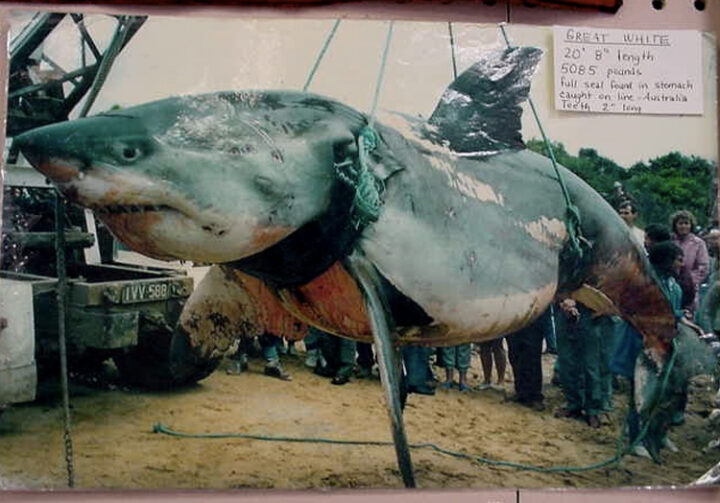 Удивительные факты о рыбалке: от 32-часовой охоты до акулы на гарпуне 12