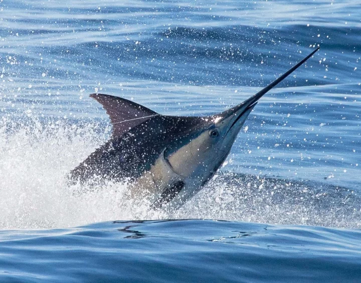 Удивительные факты о рыбалке: от 32-часовой охоты до акулы на гарпуне 7